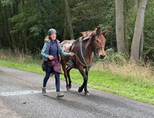 Maverick the Mule: From Groundwork to New Adventures